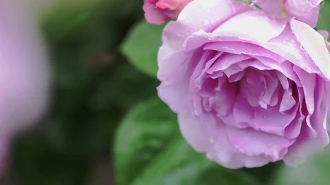 Beautiful pink rose with falling rain drop. Video stock 76424525