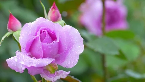 Beautiful pink rose with falling raindrop. Stock Footage 77293246