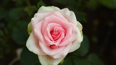 Beautiful pink rose Stock Footage 43595749
