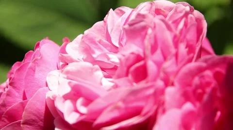 Beautiful pink rose Stock Footage 47991105