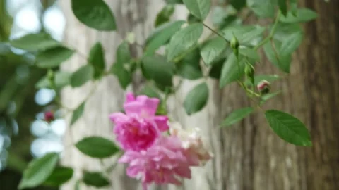 Beautiful pink rose Video stock 202881978