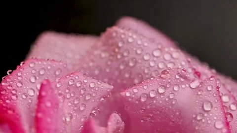 Beautiful pink rose Stock Footage 278243932