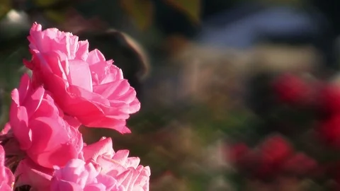 Beautiful Pink rose in foreground. Stock Footage 90213744