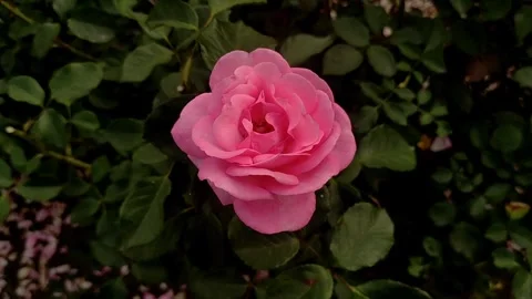 A beautiful pink rose in full bloom, surrounded by green foliage Stock Footage 278240296