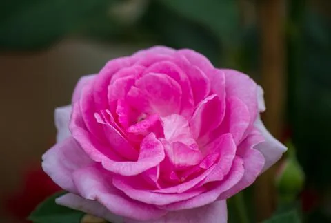 Beautiful pink rose in a garden Stock Photos