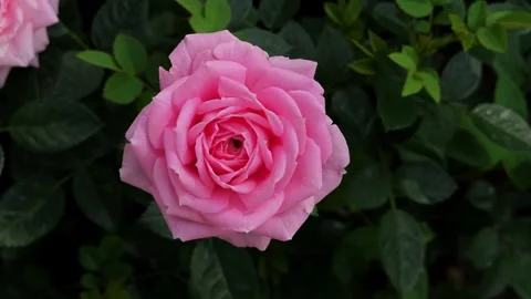 Beautiful pink rose on a green background. Stock Footage 304861973