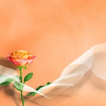 Beautiful pink rose Stock Illustration