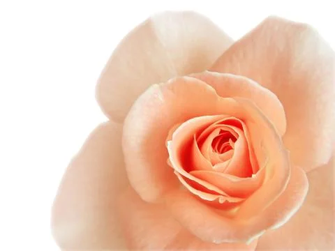 Beautiful pink rose isolated on white Stock Photos