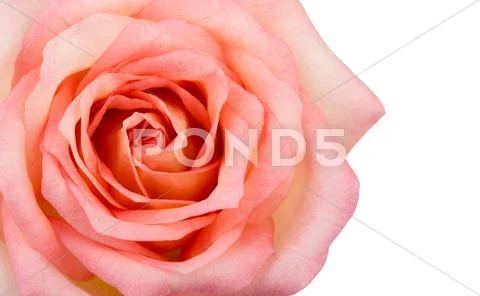 Beautiful pink rose isolated on white background Stock Photos