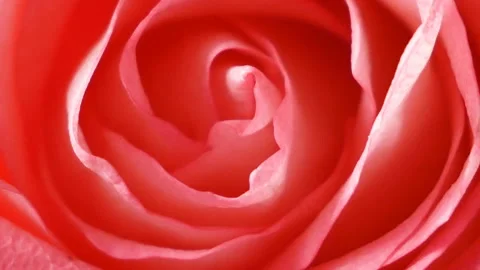 Beautiful pink rose macro background	 Stock Footage 126354069