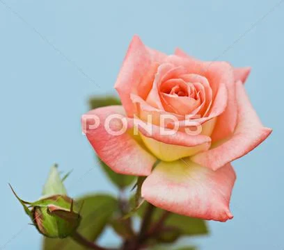 Beautiful pink rose Stock Photos