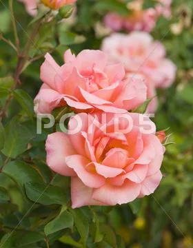 Beautiful pink rose Stock Photos