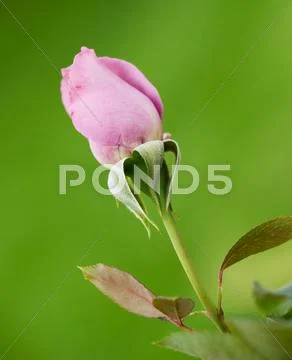 Beautiful pink rose Stock Photos