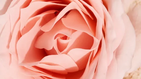 Beautiful pink rose rotating on white background. Macro shot, closeup. Blooming Stock-Footage 252143990