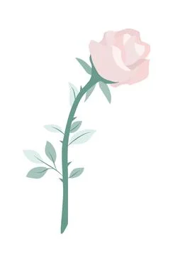 Beautiful pink rose vector isolate on white background Stock Illustration