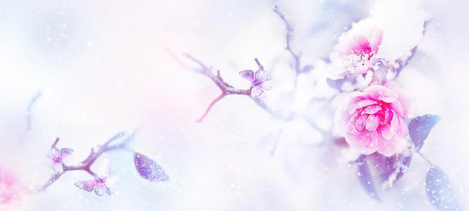 Beautiful pink roses and butterfly in the snow and frost on a blue and pink b Stock Photos