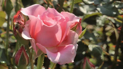Beautiful pink roses Stock Footage 24706088