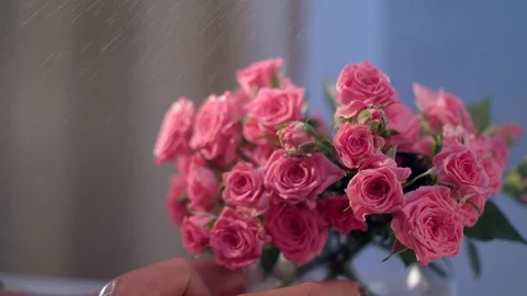 Beautiful pink roses Stock-Footage 129615239