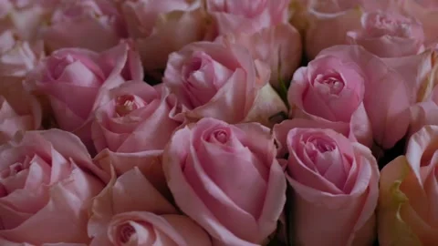 Beautiful pink roses Stock Footage 248261789