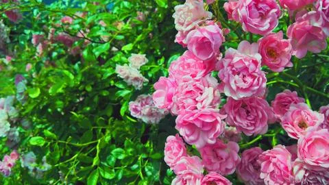 Beautiful pink roses. Stock Photos