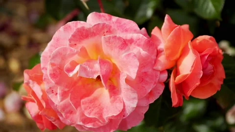 Beautiful pink roses sway in the wind 库存影片 201054631