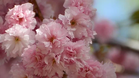Beautiful pink sakura blossoms in a spring garden. Stock Footage 89663083