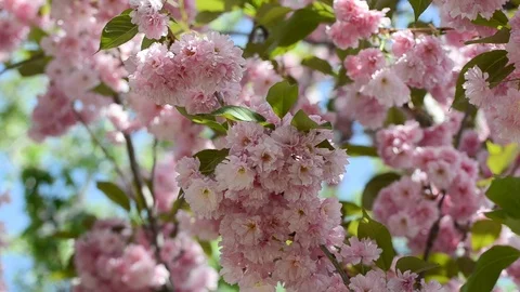Beautiful pink sakura blossoms in a spring garden. Stock Footage 89666392