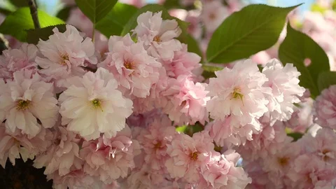 Beautiful pink sakura blossoms in a spring garden. Stock Footage 89667073