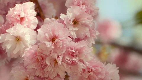 Beautiful pink sakura blossoms in a spring garden. Stock Footage 89670454