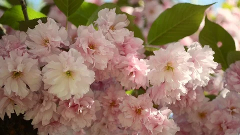 Beautiful pink sakura blossoms in a spring garden. Stock Footage 105133432