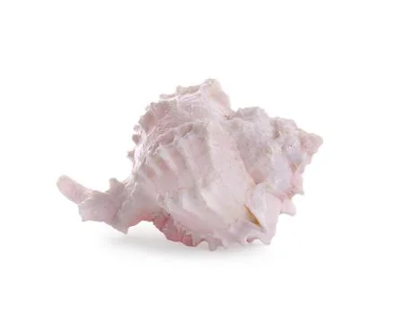 Beautiful pink sea shell isolated on white Stock Photos