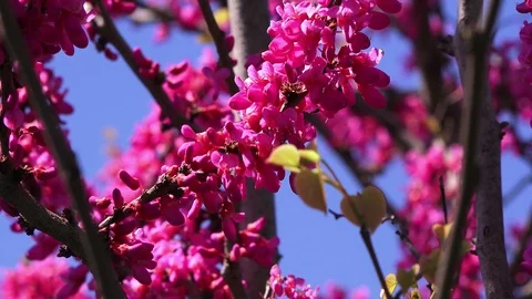 Beautiful pink spring flowers, macro view Stock Footage 88451037