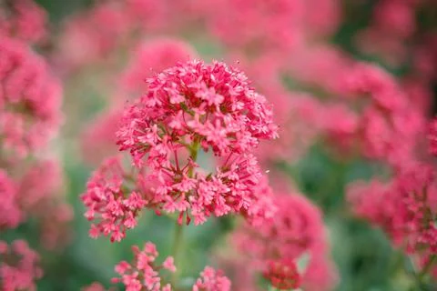 Beautiful pink spring flowers. selective focus, blur Fotos de archivo