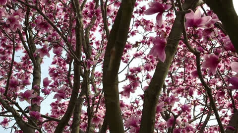 Beautiful pink spring Stock-Footage 22768567