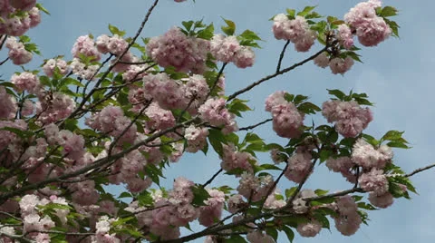 Beautiful pink spring Stock Footage 22772031