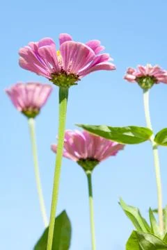 Beautiful pink summer flowers Stock Photos