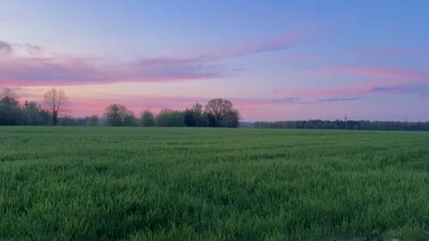 Beautiful pink sunset over the field and forest in the background Stock Footage 329068782