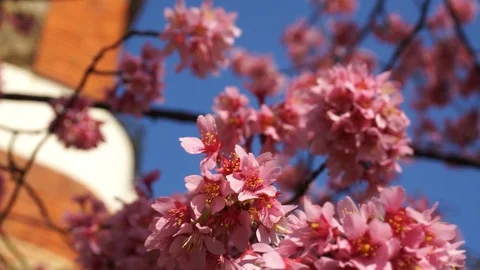 Beautiful Pink Tree Leaves Macro In Paris Stock Footage 113763906