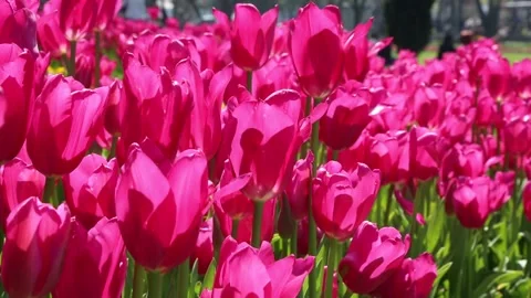 Beautiful Pink Tulips In Close Up Stock Footage 344072920