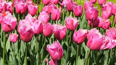 Beautiful pink tulips Stock Footage 75071668