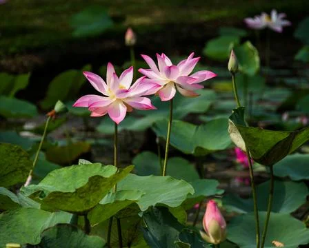 Beautiful pink twin lotus flowers brightly bloom Stock Photos