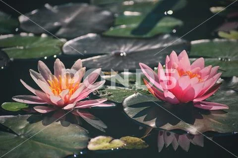 Beautiful pink waterlily - lotus flower in pond. (Nymphaea,Waterlily) Stock Photos