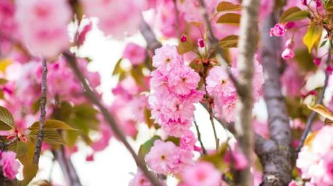 BEAUTIFUL PINKY CHERRY BLOSSOMS IN EARLY SPRING Stock Photos