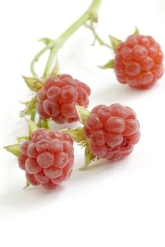 Beautiful pipe raspberry macro Foto stock