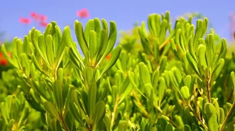 Beautiful plant Stock Footage 11711415