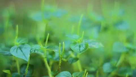 Beautiful plant Stock Footage 236743440