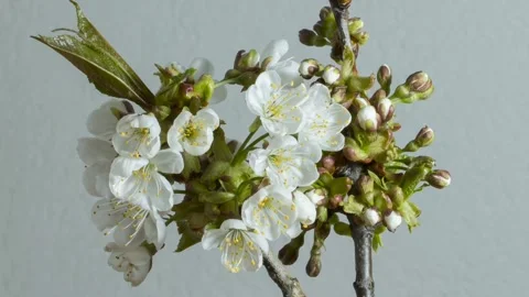 Beautiful plant 库存影片 242380624