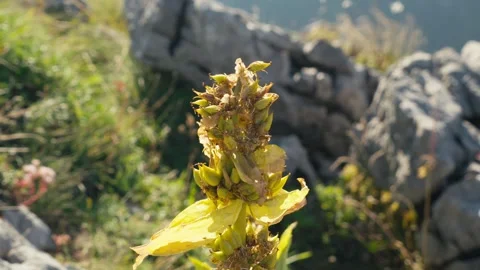 Beautiful plant Stock Footage 318792803