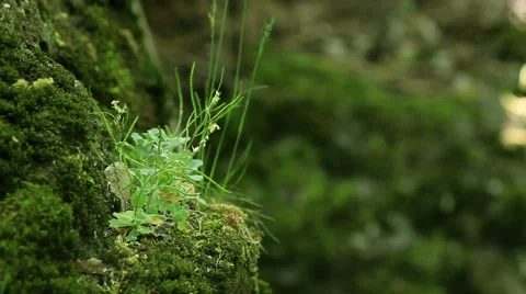 Beautiful plant in the forest Stock-Footage 54576957