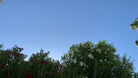 Beautiful plant with red and white flower on a beautiful windy day and blue sky. Stock Footage